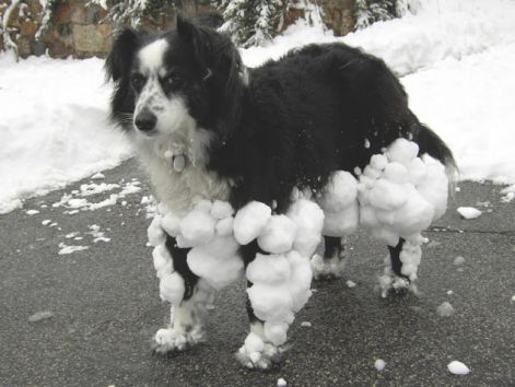 funny_dogs_wallpaper.jpg